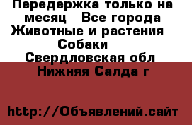 Передержка только на месяц - Все города Животные и растения » Собаки   . Свердловская обл.,Нижняя Салда г.